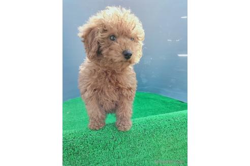 成約済の兵庫県のトイプードル-172878の6枚目